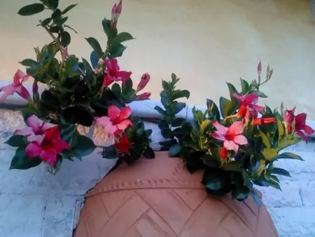 Location Maison à Medulin Ližnjan 8 personnes